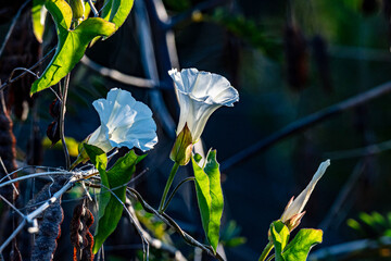 Morning Glory in bloom