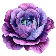 Obraz premium A stunning close-up of a purple cabbage flower showcasing intricate layers and vibrant colors.