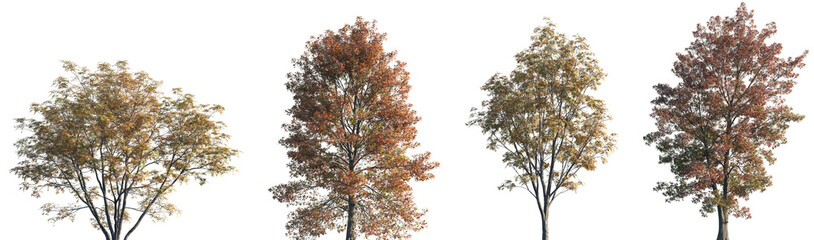 Set of autumn Sorbus commixta and Quercus palustris trees isolated png on a transparent background perfectly cutout 
