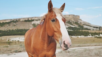 Obraz premium Majestic brown horse bearing white blaze, posing elegantly near mountainous terrain beneath cloudless azure sky
