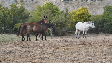 Horses grazing together in sunlit dry paddock, munching sparse grass and basking under warm daylight