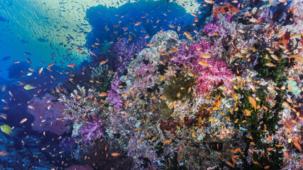 Coral Reef Fiji
