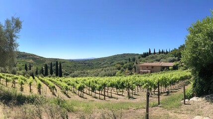 A scenic vineyard overlooking a green and mountainous countryside area