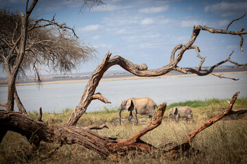 Mom and Calf Elephant Walking