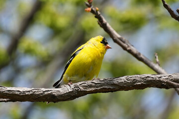 Obraz premium The American goldfinch (Spinus tristis) is a small North American bird in the finch family.