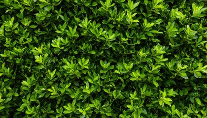 Obraz premium Dense Green Foliage