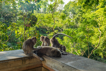 Monkey at Sacred Monkey Forest, Ubud, Bali, Indonesia