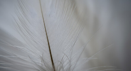 Feather Soft Texture1