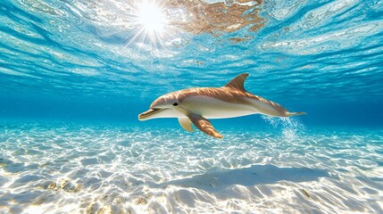Dolphin underwater ocean habitat sunny day