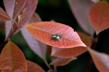 Large green fly alone on leaf
