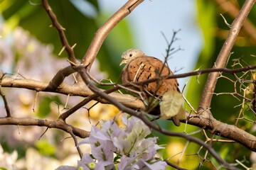 columbina in the wild