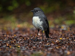 A small cute tiny dark black South Island Robin Petroica Australis Toutouwai Kakaruwai with white belly feathers standing on forest ground New Zealand