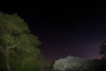 Ein Schlehdorn (Prunus spinosa) und eine  Weide (Salicaceae), beide blühend im April bei Nacht mit...