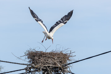 Fototapeta premium Weißstorch (Ciconia ciconia) fliegt vom Nest ab