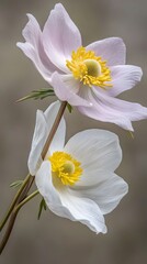 Fototapeta premium Delicate Pair of White and Pink Anemone Flowers