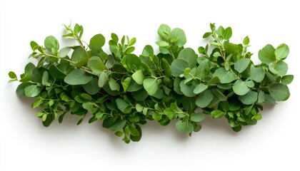 Obraz premium Fresh eucalyptus sprigs arranged