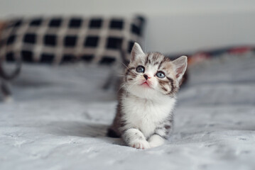 Adorable fluffy light grey domestic fold British kitten sit on grey soft sofa at home.