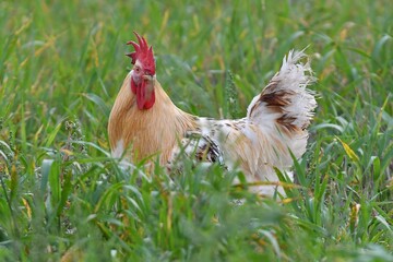 gallo español en el campo