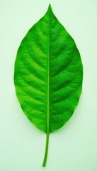Fototapeta premium Smooth, glossy green leaf with subtle wrinkles , glossy, simple