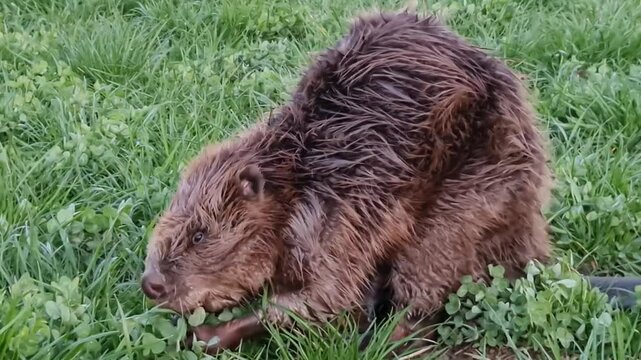 Close-up of a beaver feeding