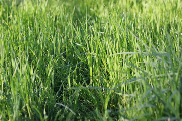 Green grass. Grass texture. Field with green grass. Field of fresh green grass as a background. Sunny green grass