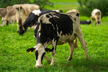Cattle grazing in pasture. Herd of cattle. Livestock cow feeding on green grass. Grazing cows pasture on grassy field. Cattle on farm. Grazing cows on meadow. Open pasture with cows. Cattle herd.