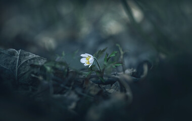 Lonely Wood Anemone (Anemonoides Nemorosa )
