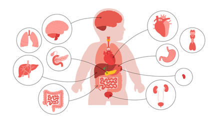 Internal organs of the child