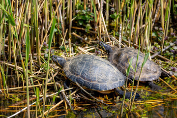 Two turtles on the shore, The red-eared slider or red-eared terrapin is a subspecies of the pond slider, A semiaquatic turtle belonging to the family Emydidae, Water tortoise in its habitat in canal.