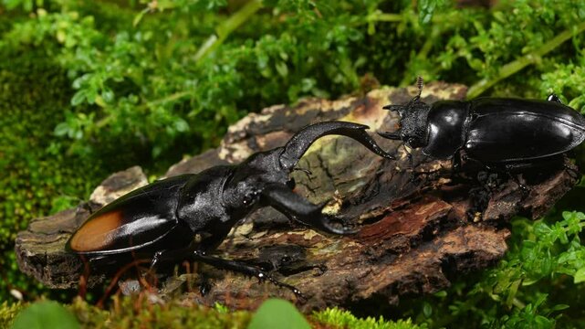 Beetles are breeding in nature. Hexarthrius parryi, the fighting giant stag beetle, is a species of large stag beetles.