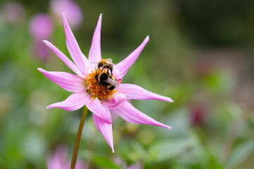 Bee On A Pink Dahlia In The Borders Of Rousham House