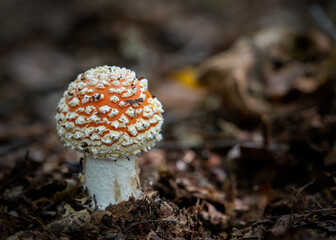 Fly Argaric ( Fly Amanita ) Mushrooms Growing In Piddington Wood, Oxfordshire