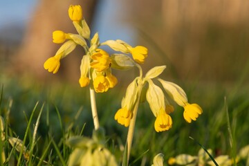 Obraz premium Close up of a cowslip (primula veris) flower in bloom