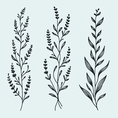 lavender line art illustration. Set outline branches sketch, doodle floral stems. Hand drawn Botanical drawing. Simple Stylized flowers. Black and White blooming medicinal herbs