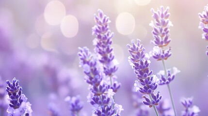 Naklejka premium Lavender blossoms bathed in soft, golden sunlight.