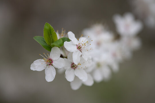 Zarte wei&szlig;e Bl&uuml;ten an einem Zweig in nat&uuml;rlichem Licht mit weichem Hintergrund. Das Motiv steht f&uuml;r Fr&uuml;hling, Neubeginn und nat&uuml;rliche Sch&ouml;nheit.