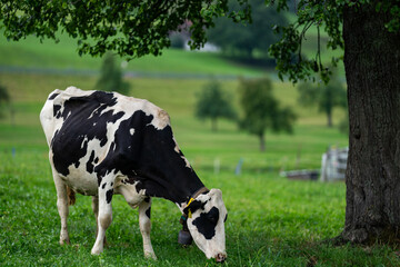 Cow grazing in a farm. Cow in the meadow. Livestock grazing in the green field. Farm life with cattle and calves. Cow in a rural landscape. Ranch with grazing bovine. Dairy cow on field.