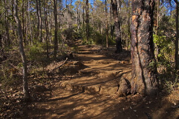 Obraz premium Hiking track to Granite Skywalk in Porongurup National Park in Western Australia, Australia 