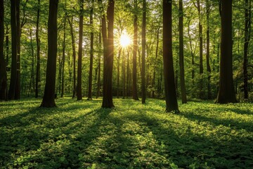 Obraz premium Lush forest floor bathed in golden sunlight.