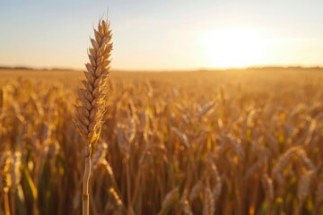 Naklejka premium Golden wheat field at sunset (2)