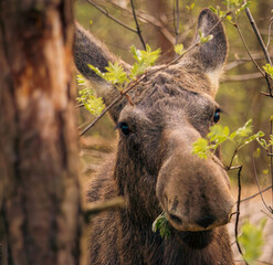a moose eats leaves in the forest