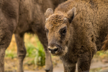 Fototapeta premium young bison, wisent, bison bonasus, calf, individual, mammal, european