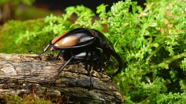 Beetles are breeding in nature. Hexarthrius parryi, the fighting giant stag beetle, is a species of large stag beetles.