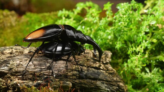 Beetles are breeding in nature. Hexarthrius parryi, the fighting giant stag beetle, is a species of large stag beetles.