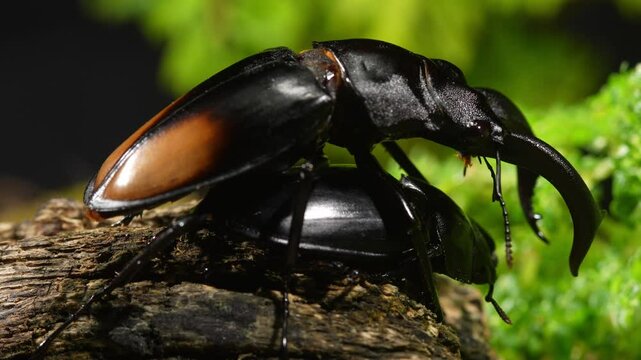 Beetles are breeding in nature. Hexarthrius parryi, the fighting giant stag beetle, is a species of large stag beetles.