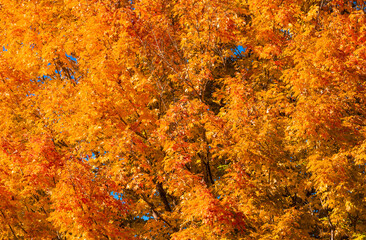 Autumn fall background. Maple leaves in autumn. Autumnal landscape. Pattern of fall. Natural beauty of fall. Falling leaves. Fallen leaves autumn wallpaper. Autumn leaves. Fall foliage.
