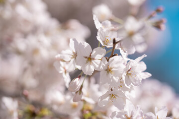 Spring cherry blossom with blue sky background. White cherry flowers on spring time. Close up photo of white blossoming cherry tree branch. White flowers of the cherry blossoms on a spring day.