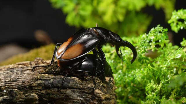 Male and female stag beetles in mating season. Hexarthrius parryi, the fighting giant stag beetle, is a species of large stag beetles.