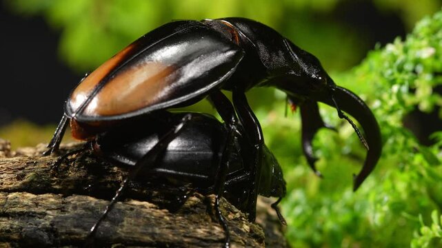 Male and female stag beetles in mating season. Hexarthrius parryi, the fighting giant stag beetle, is a species of large stag beetles.