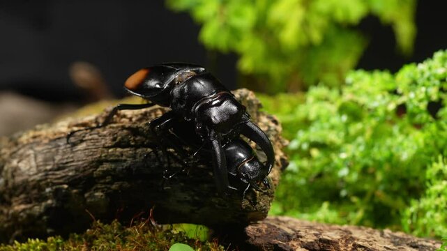 Beetles are breeding in nature. Hexarthrius parryi, the fighting giant stag beetle, is a species of large stag beetles.
